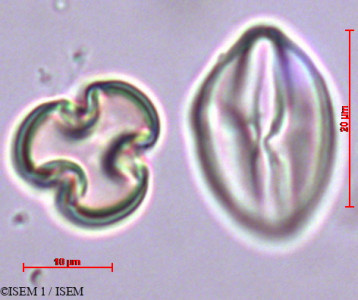 Umbilicus rupestris - lame n° 29385